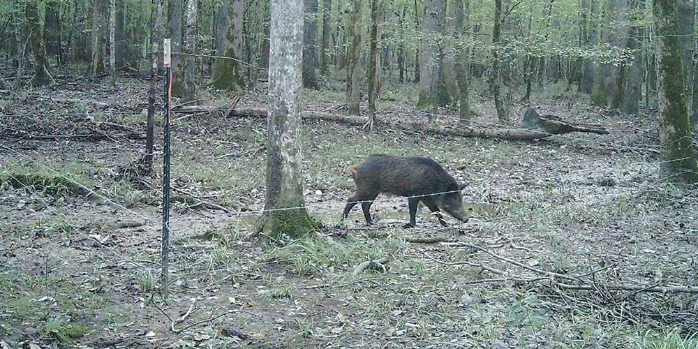 FWRC Researchers Seek to Remove Pigs from Refuge Systems